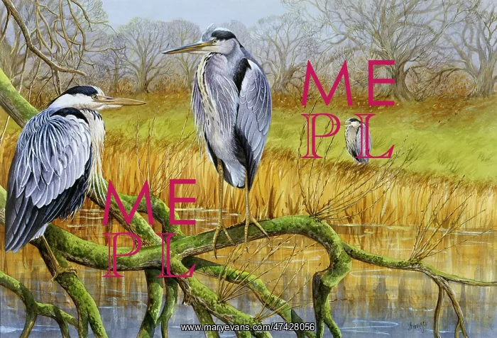  : Herons