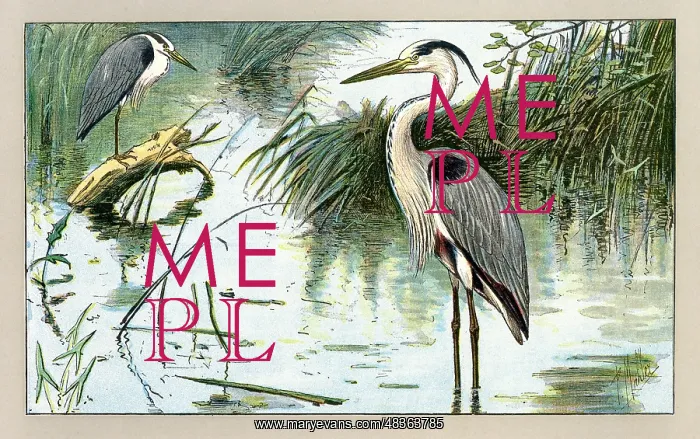  : Two herons