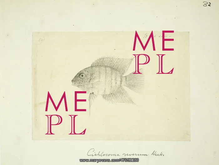 : Heros severus (Cichlasoma severum) : Heros severus (Cichlasoma severum)