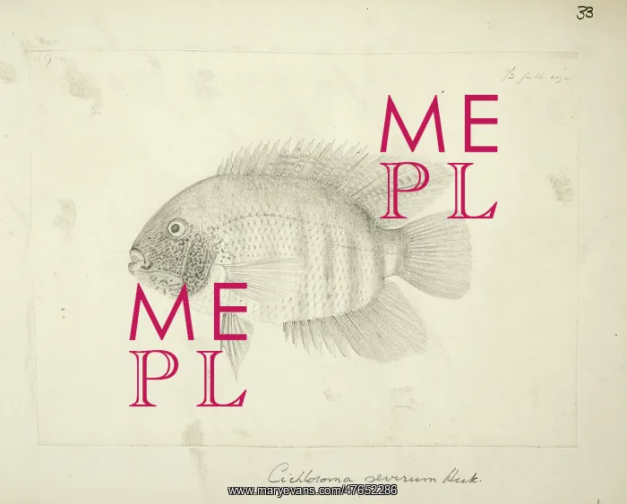 : Heros severus (Cichlasoma severum) : Heros severus (Cichlasoma severum)