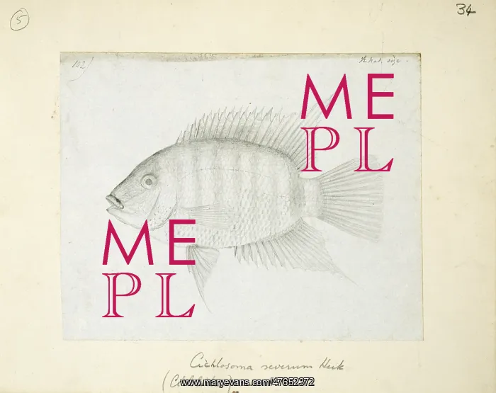 : Heros severus (Cichlasoma severum) : Heros severus (Cichlasoma severum)