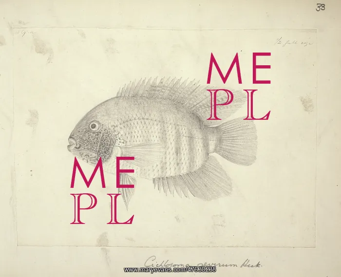 : Heros severus, Severum (Cichlosoma severum) : Heros severus, Severum (Cichlosoma severum)