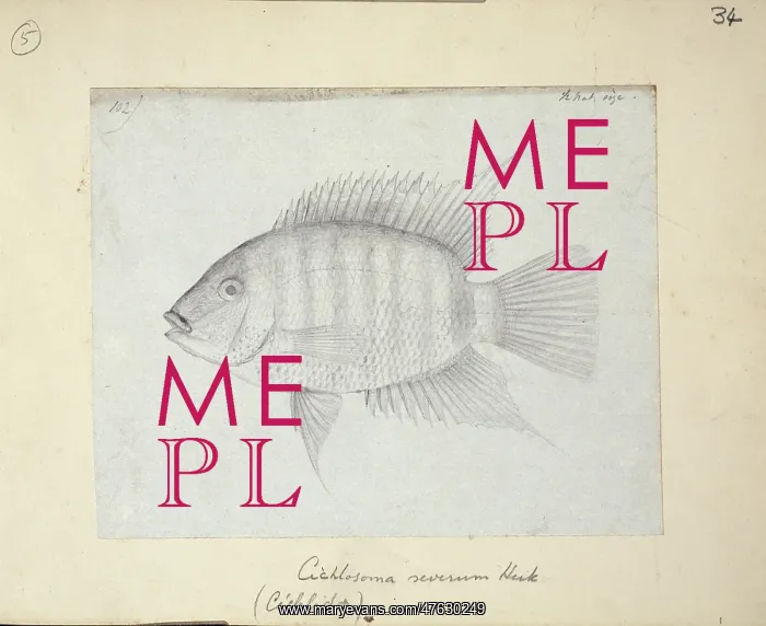 : Heros severus, Severum (Cichlosoma severum) : Heros severus, Severum (Cichlosoma severum)