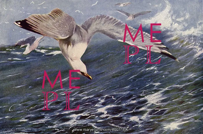  : Herring Gull