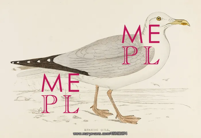  : HERRING GULL (MORRIS)