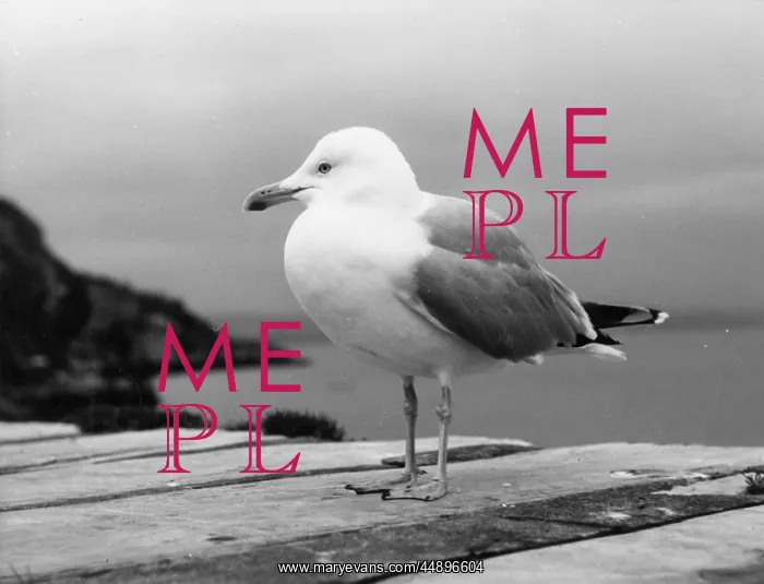 : Herring gull on a wall, Brixham, Devon : Herring gull on a wall, Brixham, Devon