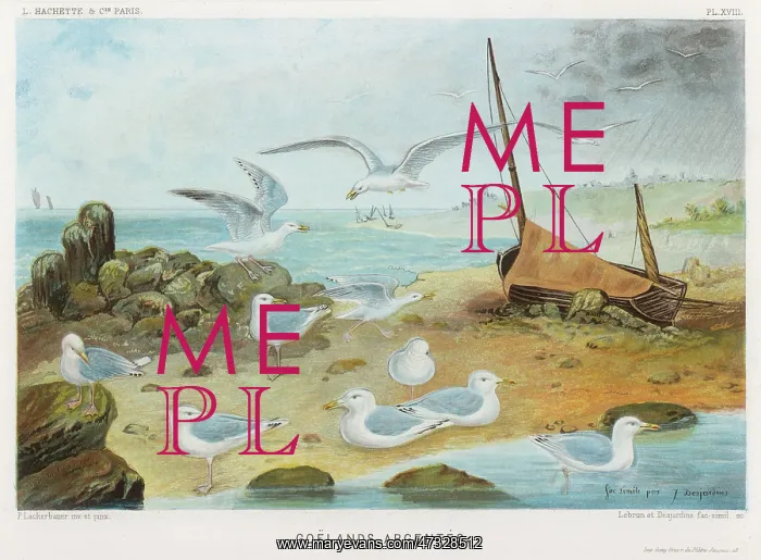  : HERRING GULLS