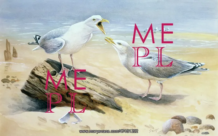  : Herring Gulls