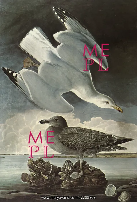 : Herring Gulls : Herring Gulls