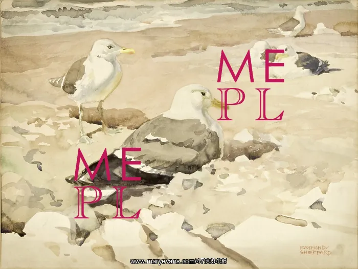  : Herring Gulls