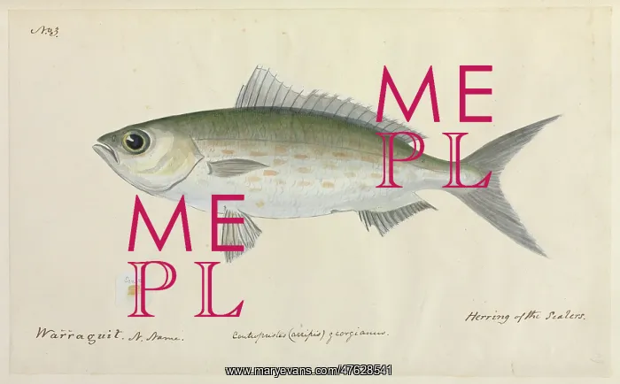 : Herring illustration : Herring illustration