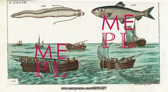 : Herring, oarfish and drift-net fishing : Herring, oarfish and drift-net fishing