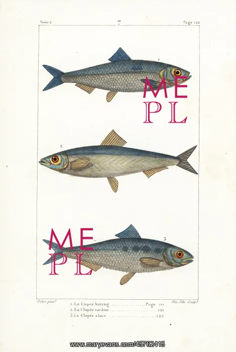 : Herring, sprat and shad : Herring, sprat and shad