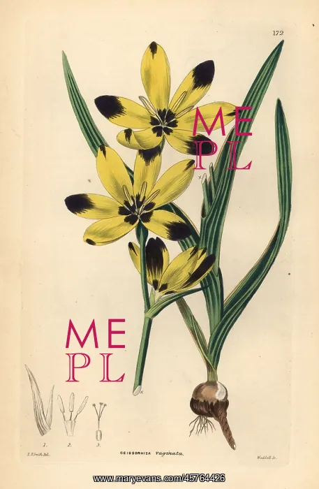 : Hesperantha vaginata : Hesperantha vaginata