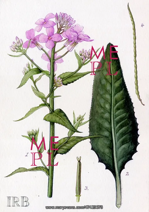 : Hesperis matronalis