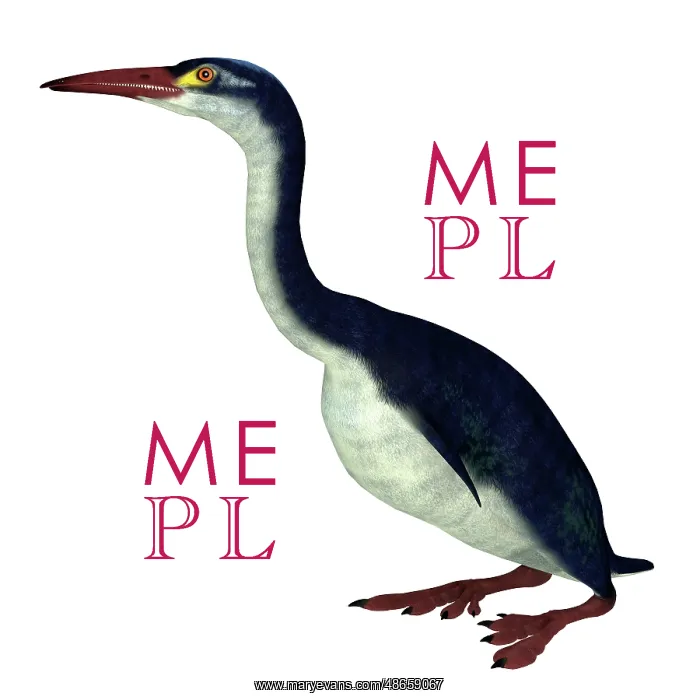 : Hesperornis aquatic bird, side view on white background : Hesperornis aquatic bird, side view on white background
