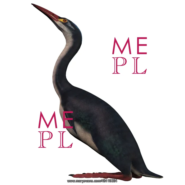 : Hesperornis is a flightless bird of the Cretaceous period : Hesperornis is a flightless bird of the Cretaceous period