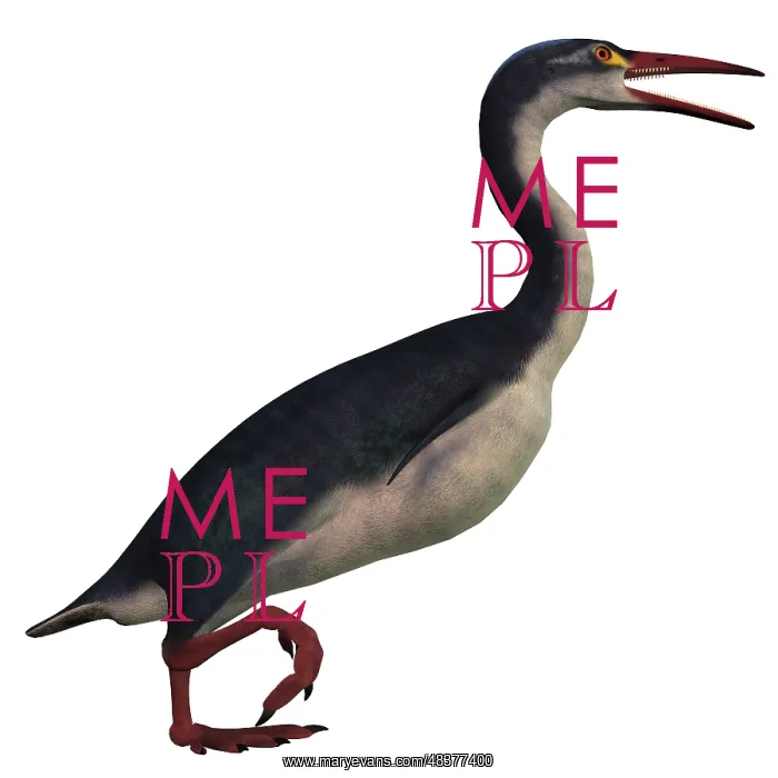 : Hesperornis, a genus of flightless birds from the ? : Hesperornis, a genus of flightless birds from the ?