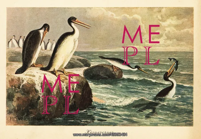 : Hesperornis regalis, extinct flightless bird, Cretaceous : Hesperornis regalis, extinct flightless bird, Cretaceous