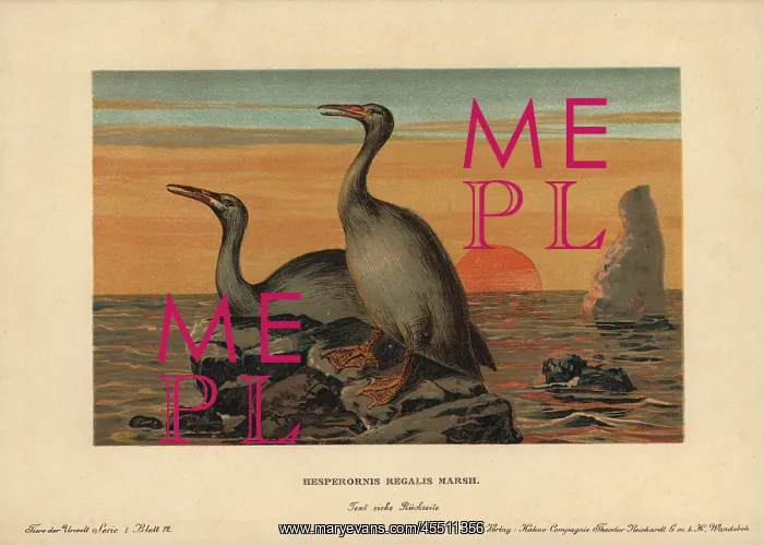 : Hesperornis regalis, extinct genus of flightless : Hesperornis regalis, extinct genus of flightless
