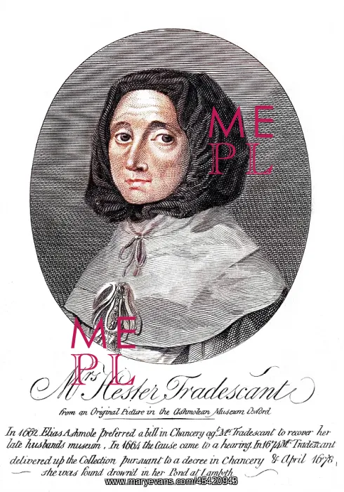 : HESTER TRADESCANT : HESTER TRADESCANT