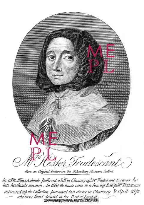 : HESTER TRADESCANT : HESTER TRADESCANT
