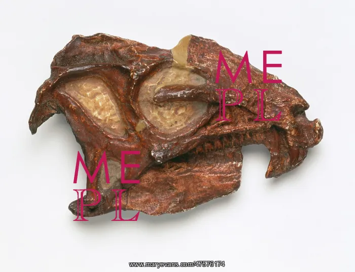 : Heterodontosaurus skull : Heterodontosaurus skull