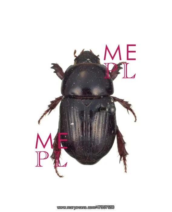 : Heteronychus arator, black beetle : Heteronychus arator, black beetle