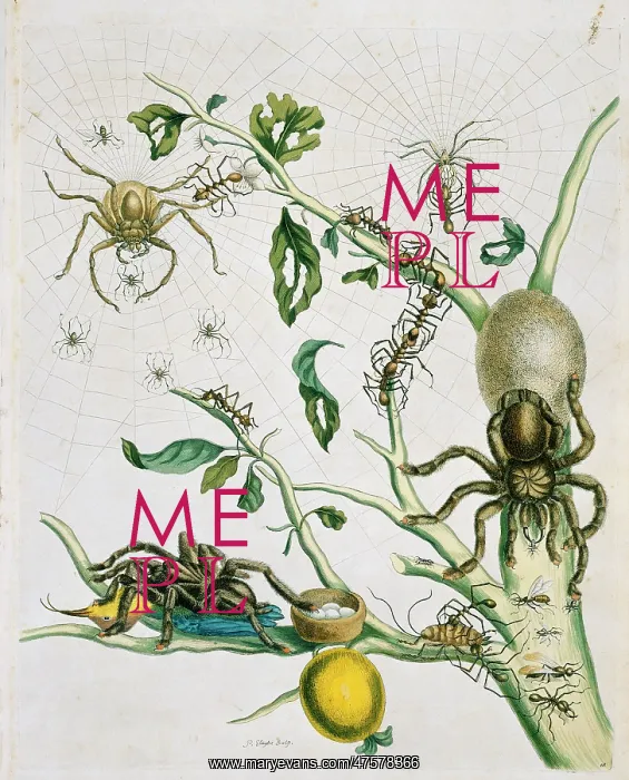 : Heteropoda venatoria & Avicularia avicularia : Heteropoda venatoria & Avicularia avicularia