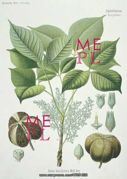 : Hevea brasilensis, rubber tree : Hevea brasilensis, rubber tree