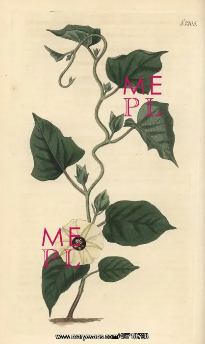 : Hewittia malabarica : Hewittia malabarica