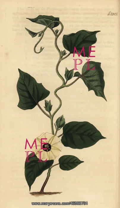 : Hewittia malabarica : Hewittia malabarica