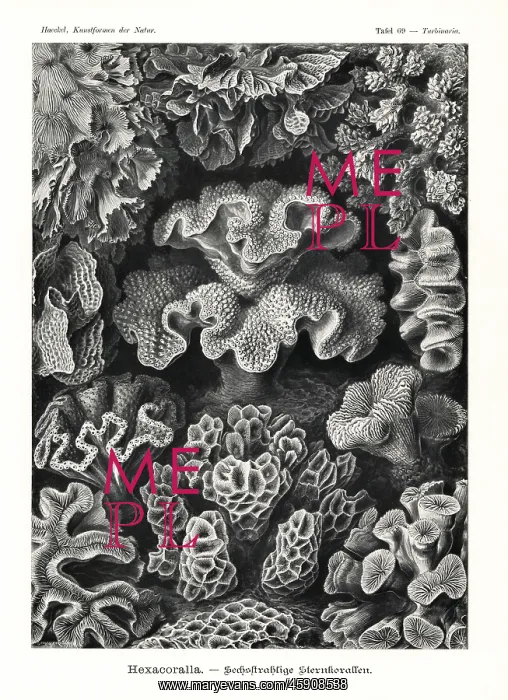 : Hexacorallia stony coral skeletons : Hexacorallia stony coral skeletons