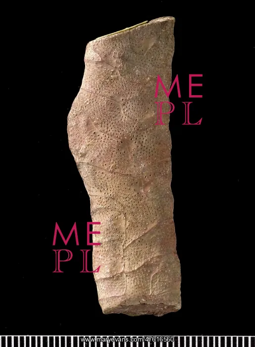 : Hexagonella, bryozoan : Hexagonella, bryozoan
