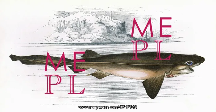 : Hexanchus griseus, a species of shark : Hexanchus griseus, a species of shark