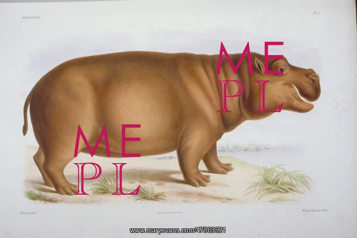 : Hexaprotodon liberiensis, hippopotamus : Hexaprotodon liberiensis, hippopotamus