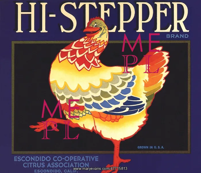  : Hi-Stepping Chicken
