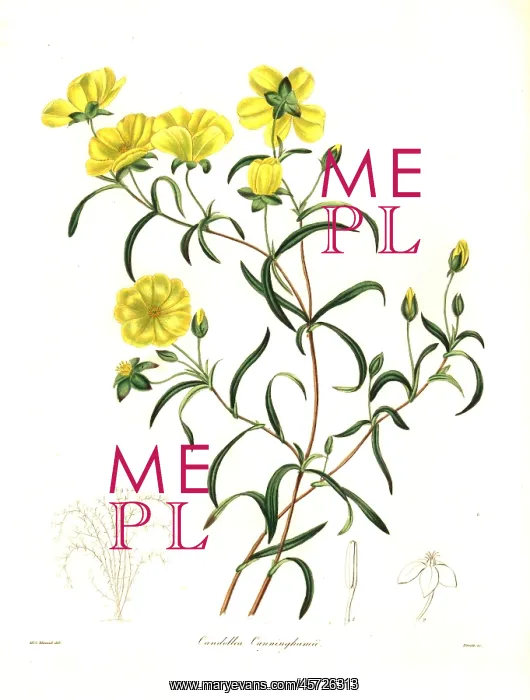 : Hibbertia cunninghamii : Hibbertia cunninghamii