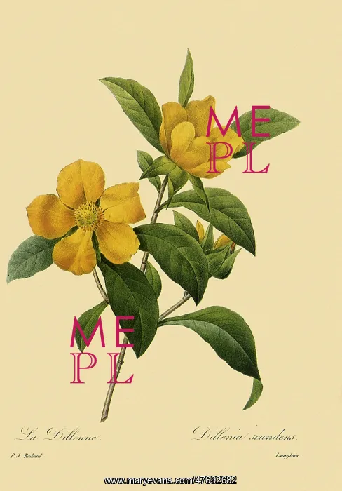 : Hibbertia scandens : Hibbertia scandens