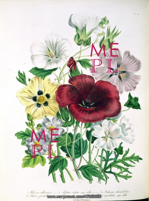 : Hibiscus africanus, bladder katmia : Hibiscus africanus, bladder katmia