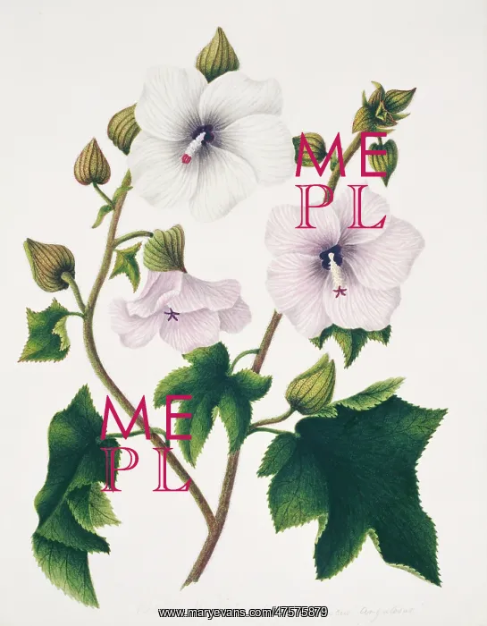 : Hibiscus angulosus, wild hibiscus : Hibiscus angulosus, wild hibiscus