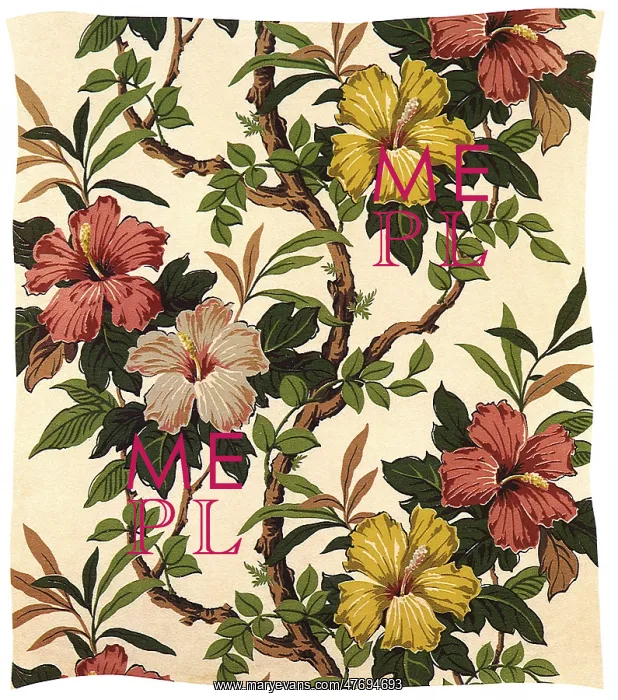  : Hibiscus Blooms