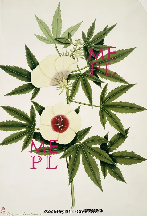 : Hibiscus canabinus, kenaf : Hibiscus canabinus, kenaf