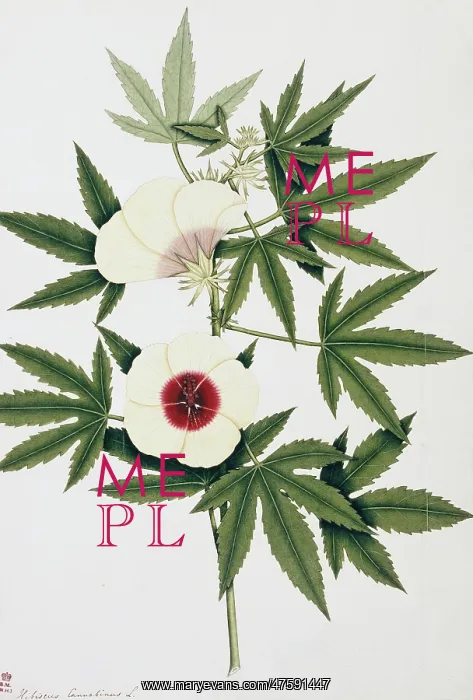 : Hibiscus cannabinus, kenaf : Hibiscus cannabinus, kenaf
