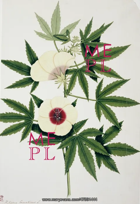 : Hibiscus cannabinus, kenaf : Hibiscus cannabinus, kenaf