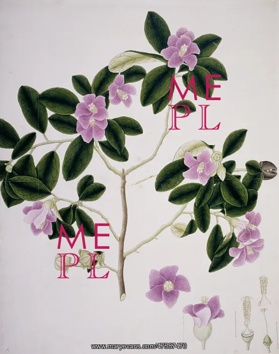 : Hibiscus cf. syriacus, Syrian rose : Hibiscus cf. syriacus, Syrian rose