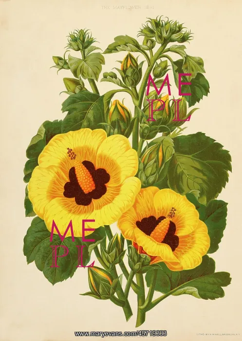 : Hibiscus Chrysantha - flowers - plants : Hibiscus Chrysantha - flowers - plants