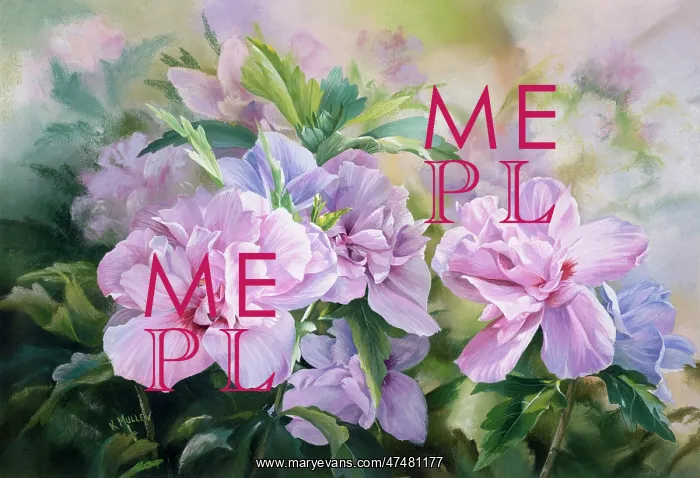  : Hibiscus ' double