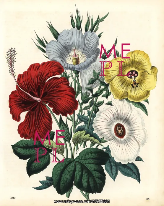 : Hibiscus flowers : Hibiscus flowers