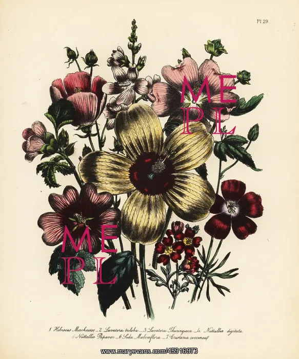 : Hibiscus and Lavatera species : Hibiscus and Lavatera species